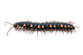 Polydesmus sp. Nigeria adult